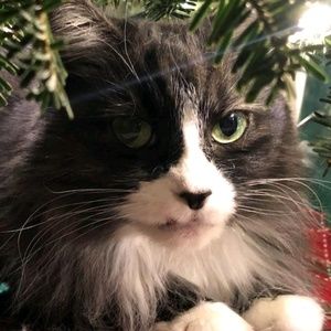 Meet your Posher, Rose